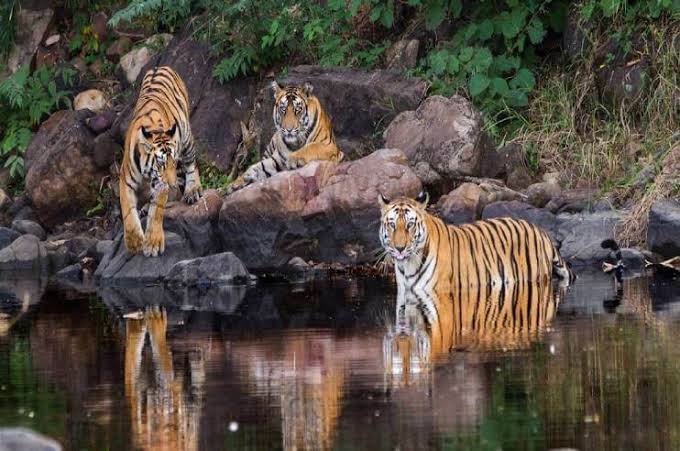 Panna Safari