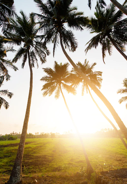 Day 4 South Goa